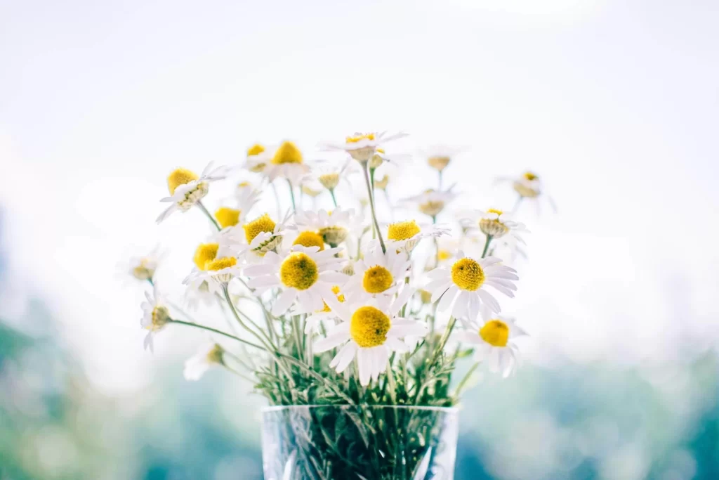 Amazing Benefits of Chamomile - #1 Herb for Stress Relief 1