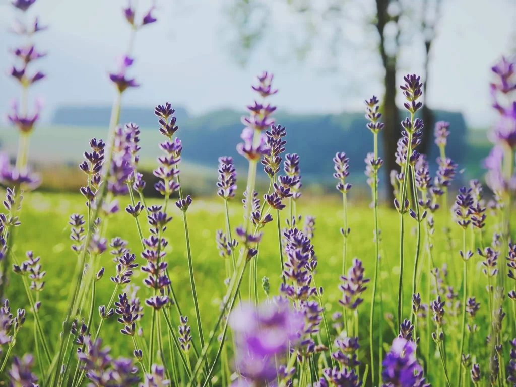 Amazing Benefits of Lavender - Herbs for Anxiety 1 Amazing Benefits of Lavender - Herbs for Anxiety 1