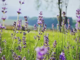 Amazing Benefits of Lavender - Herbs for Anxiety 3