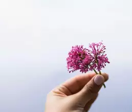 Benefits of Valerian - #1 Essential Oil to help you Sleep 2