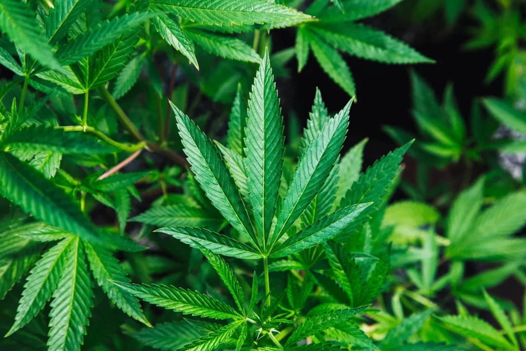 Meli Botanicals - How To Find the best Quality CBD #1 1