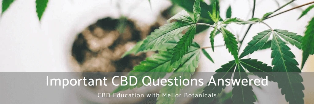 3 Important CBD Questions Answered 1 3 Important CBD Questions Answered 1