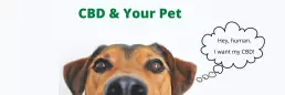 Is CBD Good for My Pet? (Cat or Dog) - Top #1 Article 1 Is CBD Good for My Pet? (Cat or Dog) - Top #1 Article 1