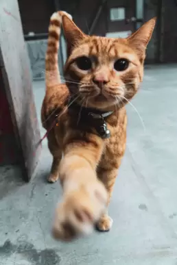 Separation Anxiety in Cats - #1 Free guide to help your cat 2 Separation Anxiety in Cats - #1 Free guide to help your cat 2