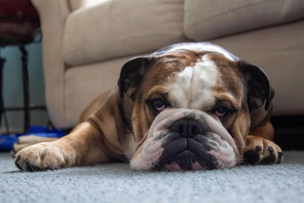 Separation Anxiety in Dogs - #1 Guide to help your dogs 2 Separation Anxiety in Dogs - #1 Guide to help your dogs 2